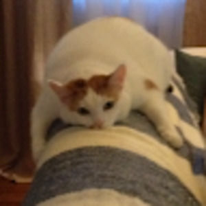 Meet your Posher, Rhea